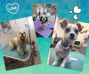 Image for Katie’s Pet Parlor with ID of: 5006220