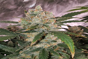 Image for What is There to Love About the Chemdawg Strain? with ID of: 5016861