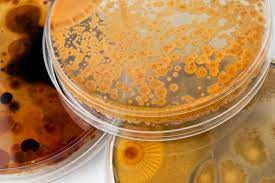 Image for Global Technical Enzymes Market Share is Expected To Get Massive Growth Profits by 2026 with ID of: 5028971
