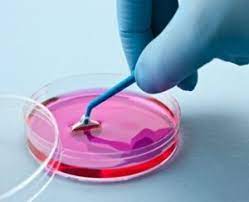 Image for Global Recombinant Trypsin Solution Market Share is Expected To Get Massive Growth Profits by 2026 with ID of: 5029008
