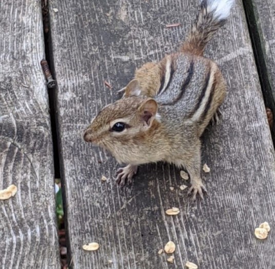 Image for Best Animal control in Mount Albert with ID of: 5034728