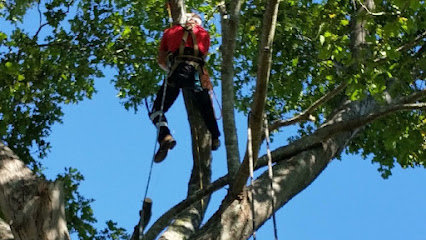 Image for TreeTop Tree Services with ID of: 5038499