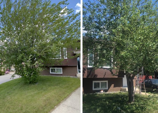 Image for Best Tree Removal in Canora with ID of: 5039794