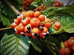 Image for Guarana Market Share is Expected To Get Massive Growth Profits by 2026 with ID of: 5044898