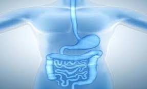 Image for Digestion Aids Market Size, Demand, Growth And Industry Development Trends By 2021-2026 with ID of: 5074069