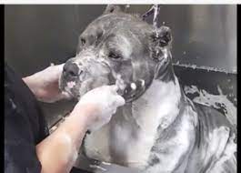 Image for Bath Bully Market Share is Expected To Get Massive Growth Profits by 2026 with ID of: 5094543