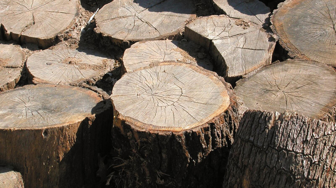 Image for Crane Tree Removal - Logging, Tree Trimming & Service, Expert Pruning, Windsailing, Stump Grinding & Removal - 98007 with ID of: 511549
