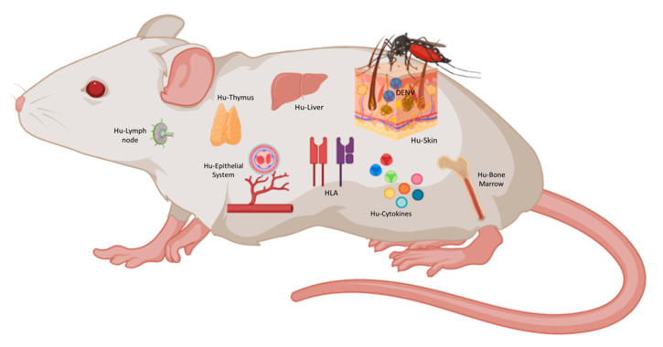 Image for Humanized Mouse Model Market Size, Growth Opportunities, Historical Data, Emerging Trends & Forecast To, 2028 with ID of: 5129017