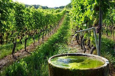 Image for Algae Biofuel Market Size Opportunities, Historical Data, Emerging Trends & Forecast To, 2028 with ID of: 5133231