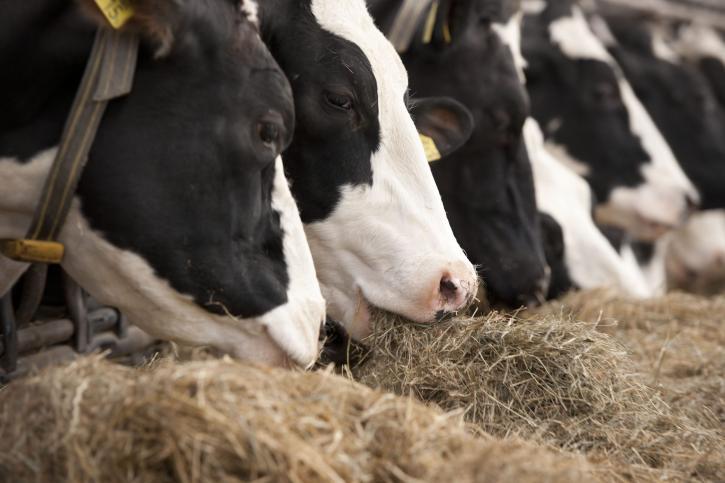 Image for Global Cattle Feed Market Share is Expected To Get Massive Growth Profits by 2028 with ID of: 5152090