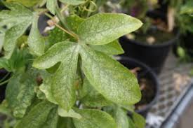 Image for Global Miticides Market Share is Expected To Get Massive Growth Profits by 2028 with ID of: 5168391