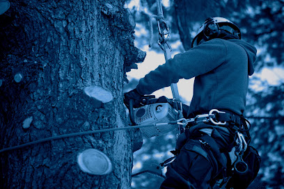Image for Toby Stone Tree Surgeon Ltd with ID of: 5194141