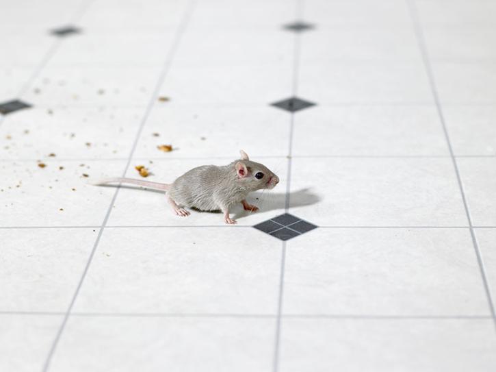Image for I Pest Control with ID of: 5219011