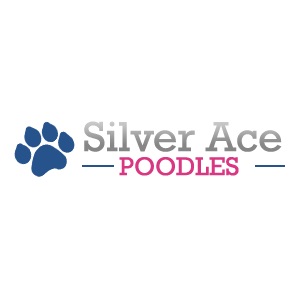 Image for Silver Ace Poodles with ID of: 5226305