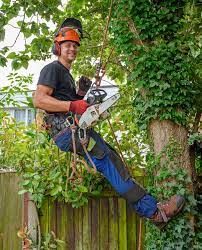 Image for Oak and Yew ltd with ID of: 5294828