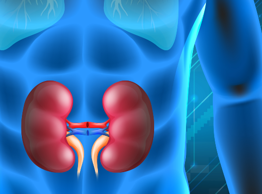 Image for 7 Effective Ways to Keep Your Kidneys Healthy with ID of: 5311541