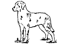Image for Woodes Kennels with ID of: 5329875