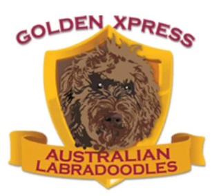 Image for Golden Xpress Labradoodles with ID of: 5330949