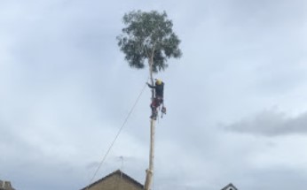 Image for Embark Tree Care with ID of: 5349278