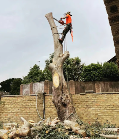 Image for S.D.S Treeworks with ID of: 5376097