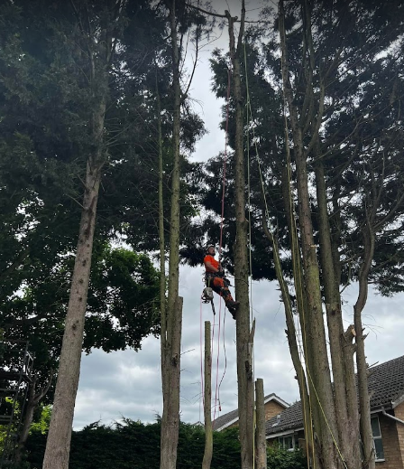 Image for Top Feller Tree Services Ltd with ID of: 5414755