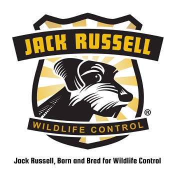 Image for Jack Russell Wildlife Control with ID of: 5468118