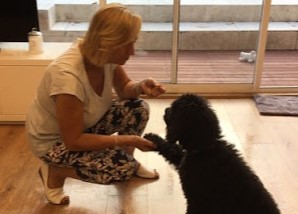 Image for Dog's Natural Ability with ID of: 5500493