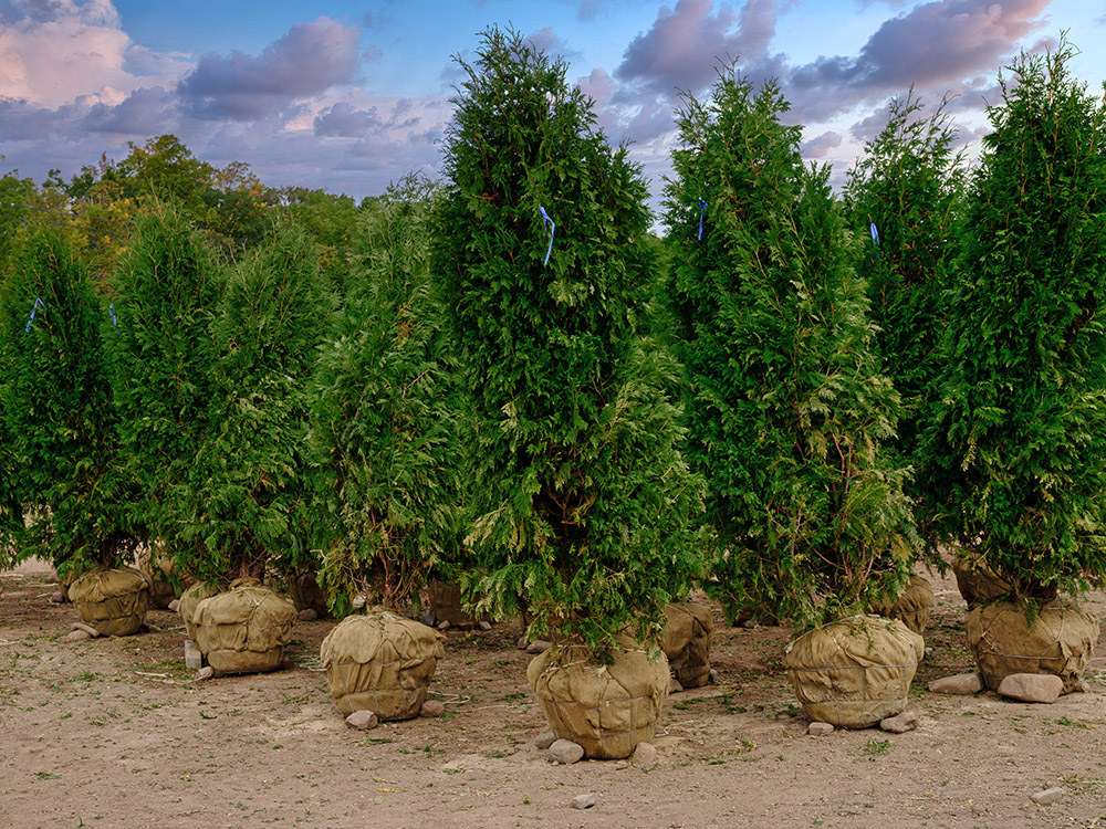 Image for Big Trees Solves Privacy Issue for Mobile Home Resident with ID of: 5542207