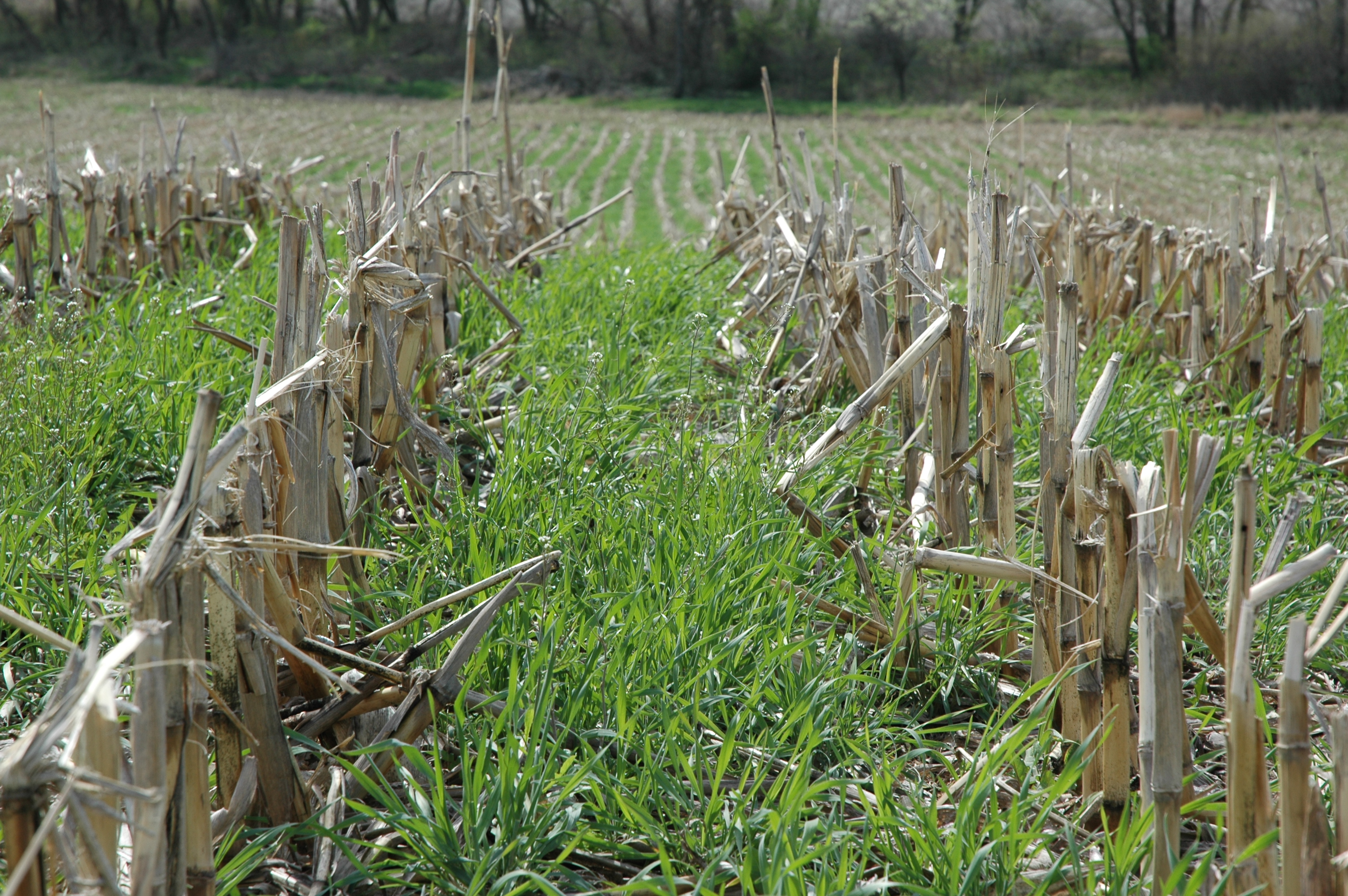 Image for Cover Crops Market Analysis, Demand, Scope, Share, Size, Opportunities & Forecast with ID of: 5559804