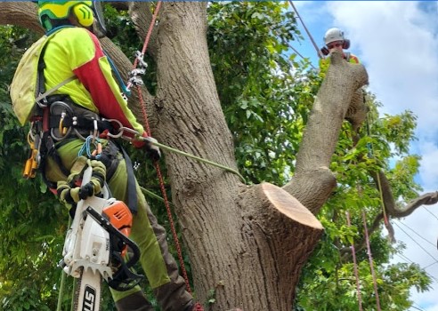 Image for MD Tree Work with ID of: 5615592