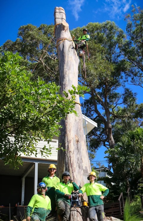 Image for Arbor Co Tree Services with ID of: 5632694