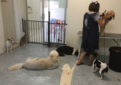 Image for Darling Paws Grooming Boutique with ID of: 5633581