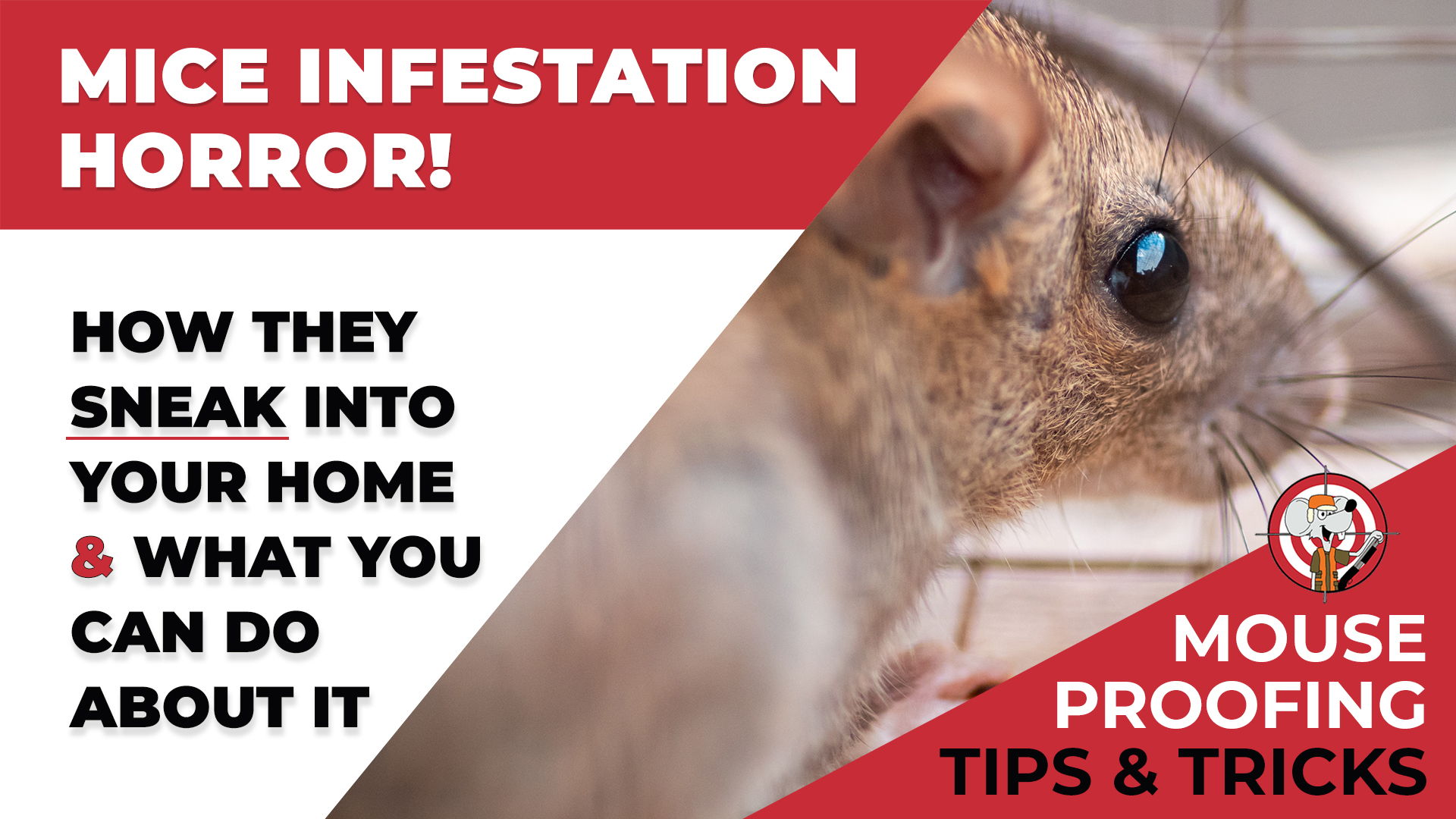 Image for Mice Infestation Horror: How They Sneak into Your Home and What You Can Do About It – Tips & Tricks with ID of: 5637820