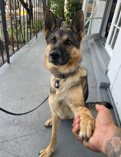Image for Poshpetnow with ID of: 5654908
