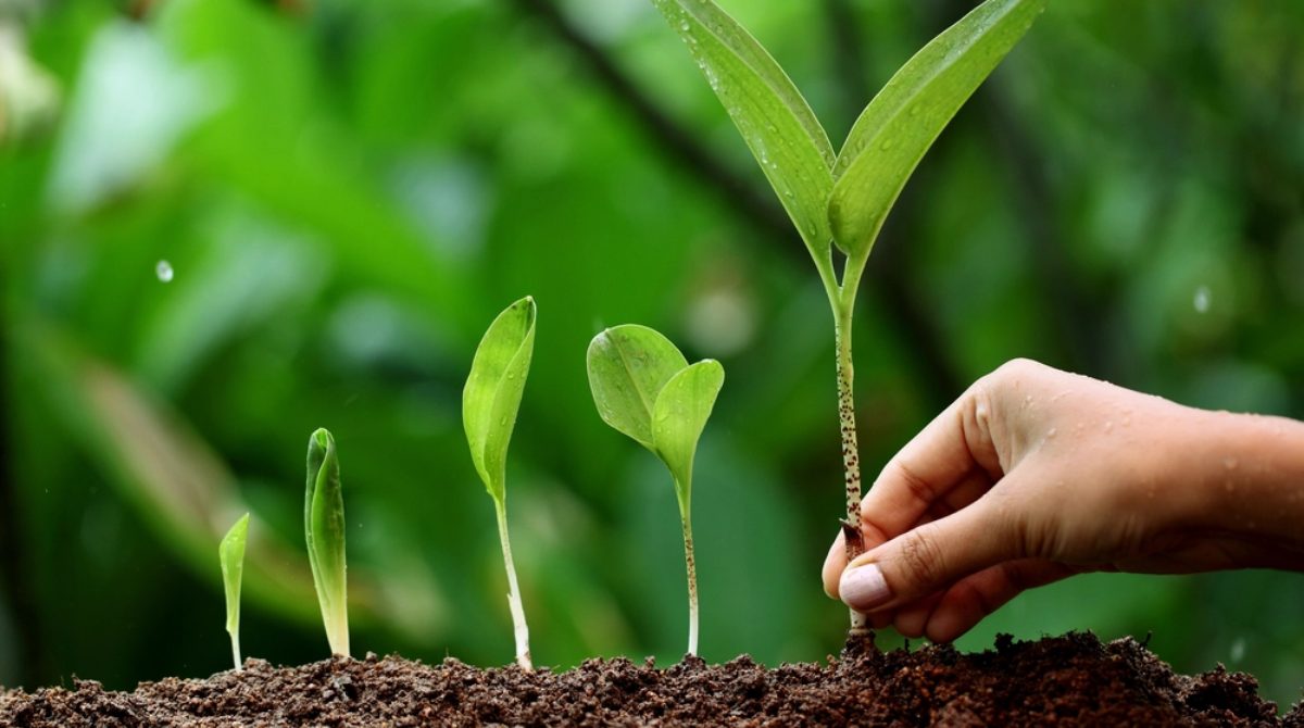 Image for India Plant Growth Regulators Market - Future, Scope, Trends with ID of: 5699671