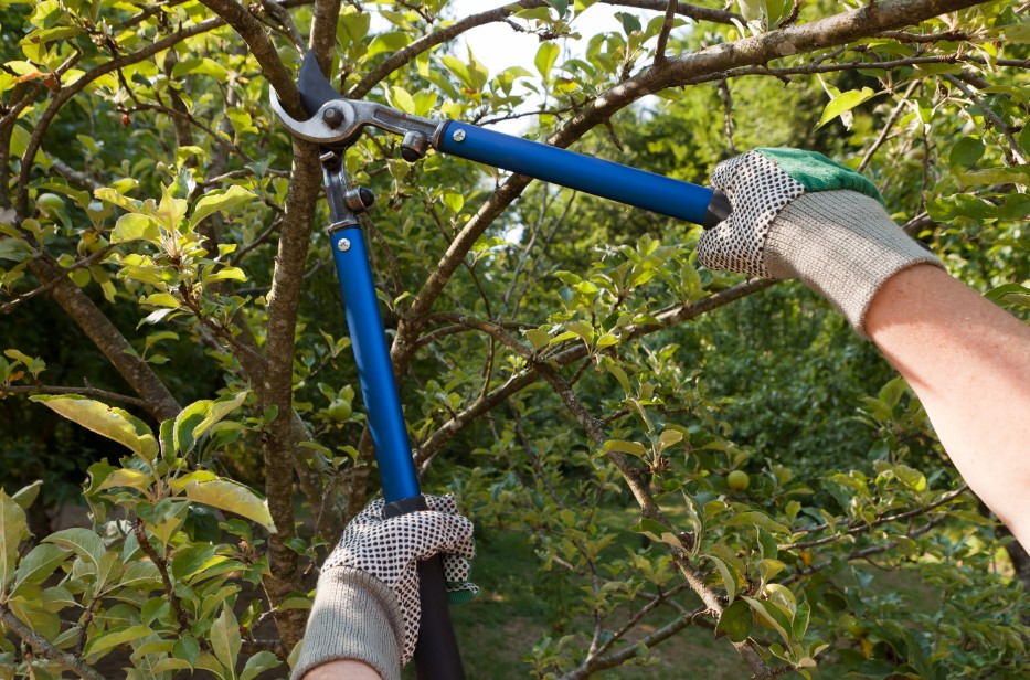 Image for Treescapes Inc with ID of: 5712289