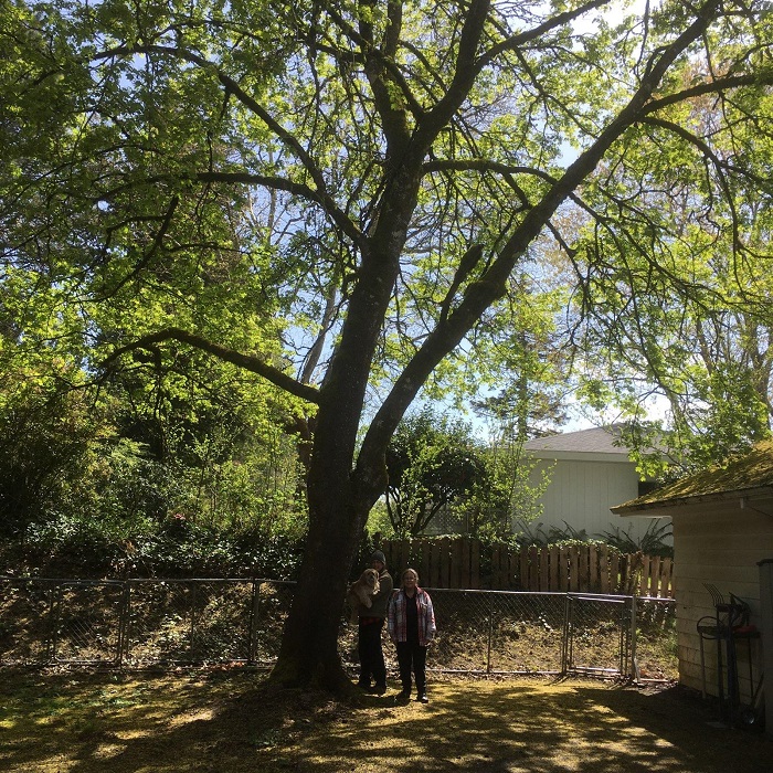 Image for Monkeyman's Tree Service with ID of: 5727651