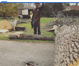 Image for Vital Tree Care with ID of: 5739548
