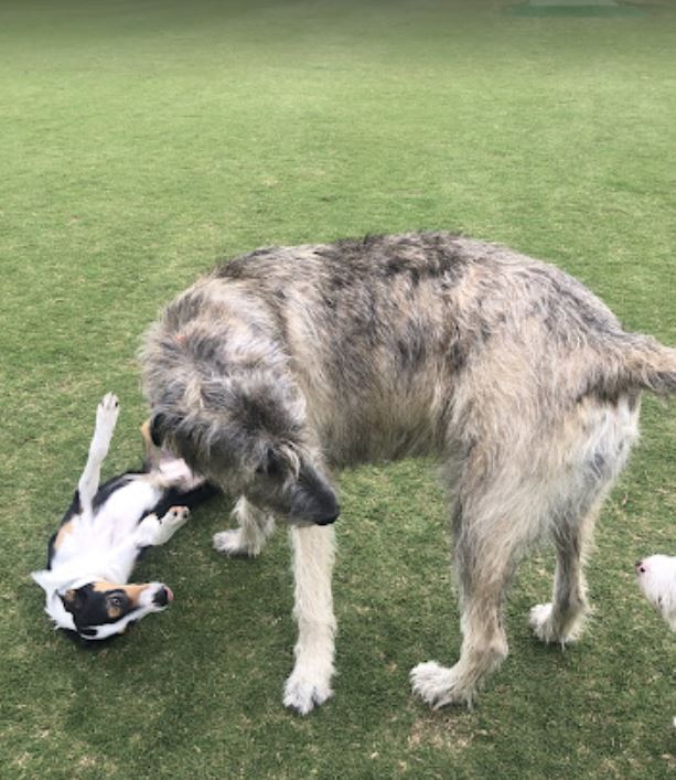 Image for True Dog Training with ID of: 5756790