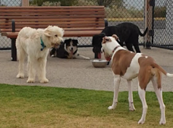 Image for Rest Bite Dog Walking with ID of: 5758511