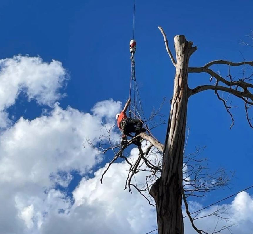 Image for Chainsaw Gibbons Tree Services with ID of: 5766432