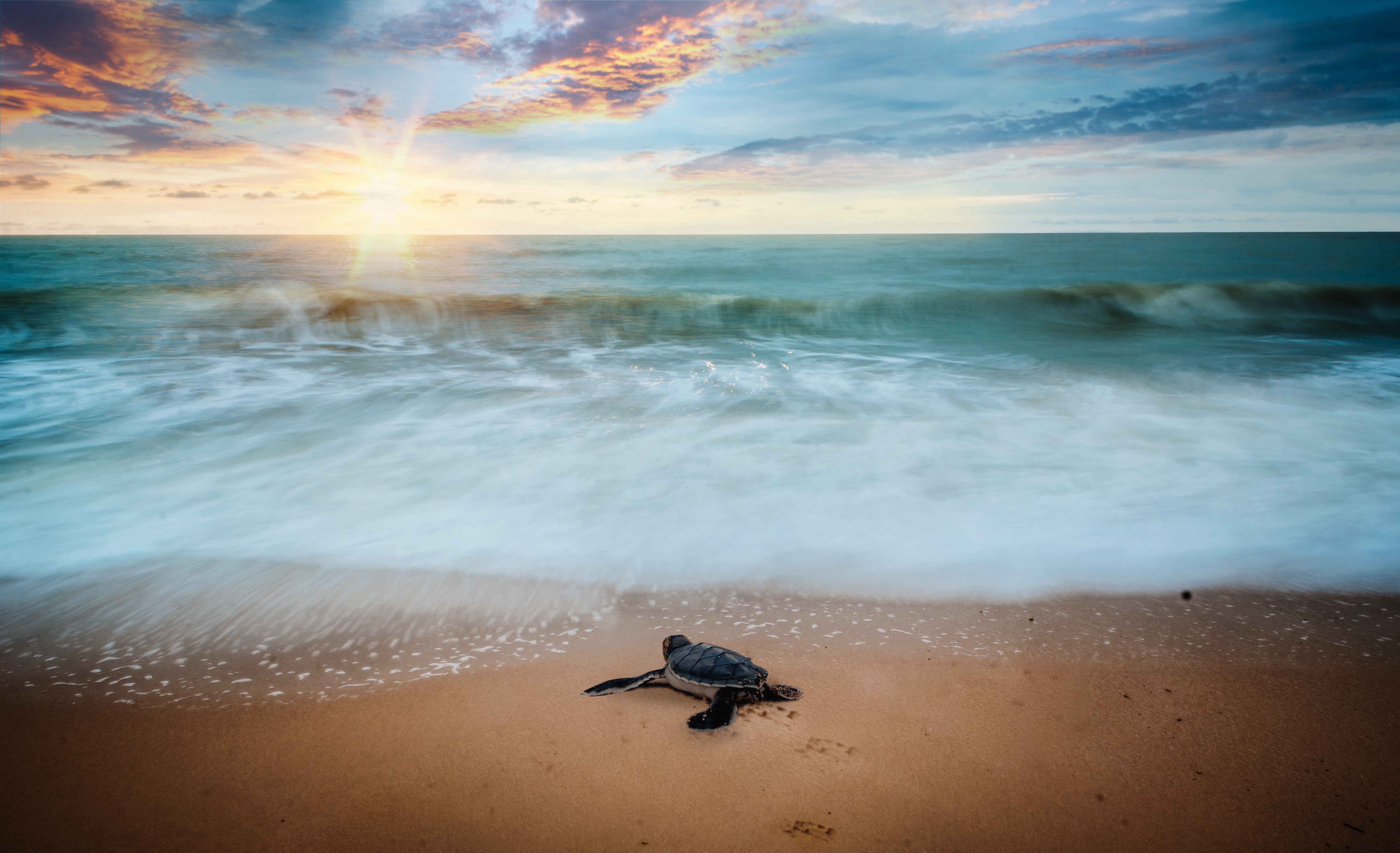 Image for Palm Beach's Sandy Success: A Look at Beach Nourishment and Environmental Stewardship with ID of: 5796386