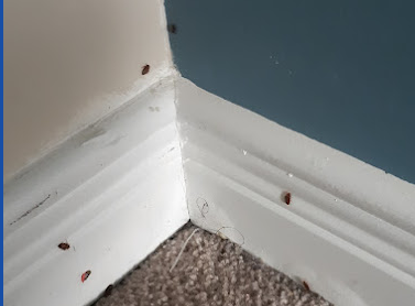 Image for Vanquish Pest Control with ID of: 5815209