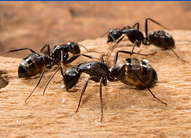 Image for Ultimate Pest Solutions - Woodbridge with ID of: 5821407