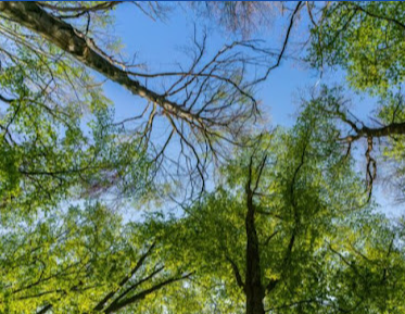 Image for O'Malley Tree Care with ID of: 5823052