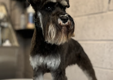 Image for Bark in Style with ID of: 5823081