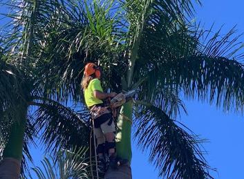 Image for Mint Tree Services with ID of: 5831213