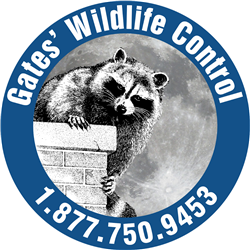 Image for AAA Gates Wildlife Control with ID of: 5896983