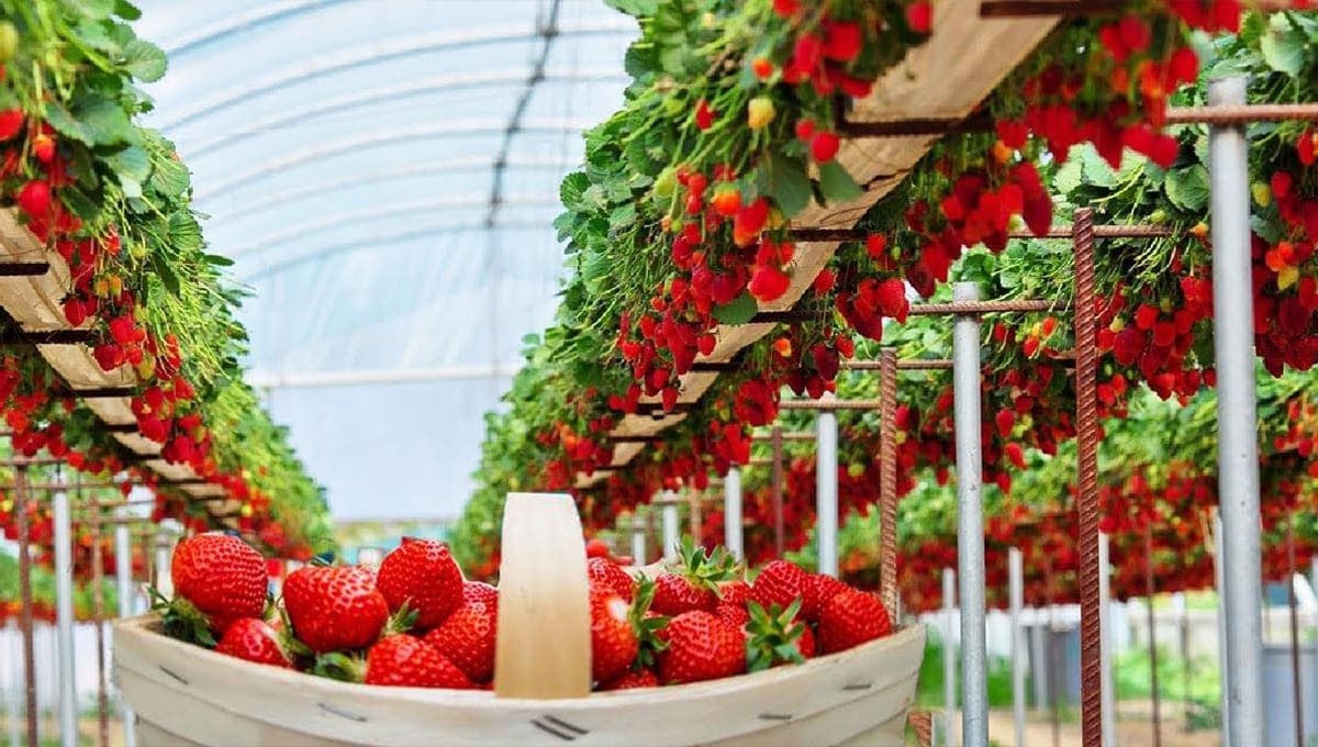 Image for Setting up a Strawberry Processing Plant: Project Report 2024 and Business Plan with ID of: 5924524