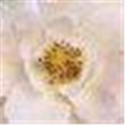 Image for Norman Pastorek, M.D., P.C. - Madison, CT with ID of: 5933418